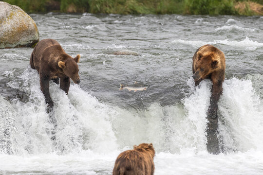 Three bears at Brooks Falls watching the fish jump