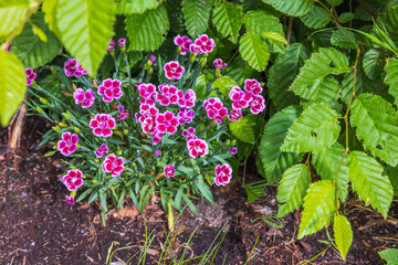 Close up view of pink carnation flowers in garden.