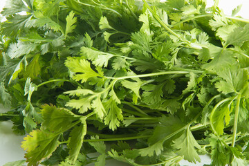 Green coriander isolated on white background