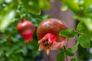 Pomegranate hanging from tree. Punica granatum. Pomegranate fruit hanging and maturing on branch of pomegranate tree