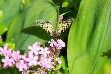 The southern festoon (lat. Zerynthia polyxena), of family Papilionidae (female). Central Russia.