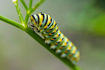 close up of black swallowtail caterpillar