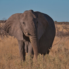 Naklejka na ściany i meble Elephant, Etosha National Park, Namibia
