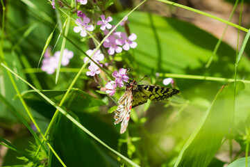 The southern festoon (lat. Zerynthia polyxena), of family Papilionidae (female). Central Russia.