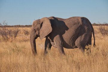 Obraz premium Elephant, Etosha National Park, Namibia