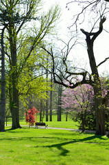 Park bench in the spring