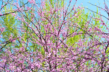 Pink blooms and spring green