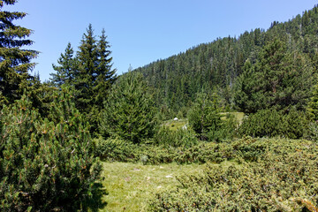 Obraz premium Landscape of Pirin Mountain mountain near Begovitsa hut, Bulgaria