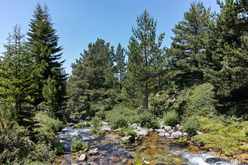Obraz premium Landscape of Pirin Mountain mountain near Begovitsa hut, Bulgaria