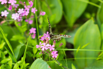 The southern festoon (lat. Zerynthia polyxena), of family Papilionidae (female). Central Russia.