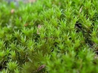 green moss background