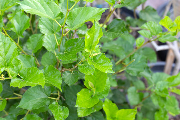 Fresh green leaves of mulberry tree in the garden