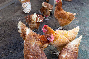 Hens in the chicken farm. Organic poultry house.