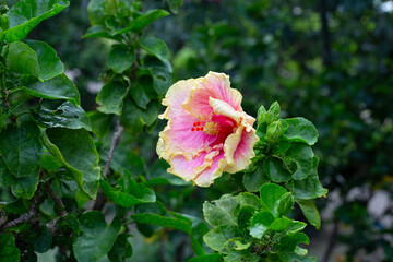 Beautiful hibiscus on tree with green leaves
