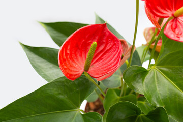 Flamingo flower or pigtail anthurium