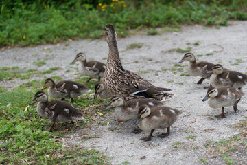 family of ducklings
