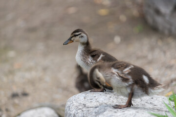 two ducklings standing on a stone
