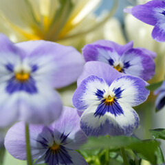 Obraz na płótnie Canvas blue violet pansies close up