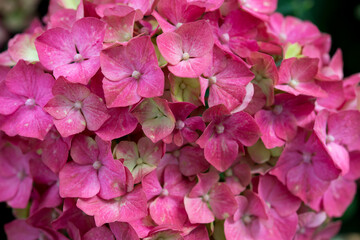 pink hydrangea flowers close up