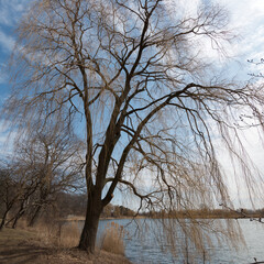 tree by the pond in early spring