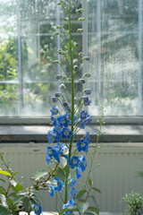 Delphinium growing by the window at the conservatory