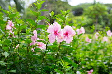 Blossom of hibiscus flower on tree