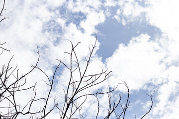 Dead branches tree silhouette with blue sky and cloud
