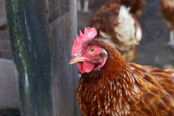 Hens in the chicken farm. Organic poultry house.