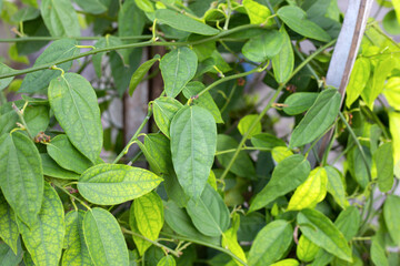 Fototapeta na wymiar Fresh green leaves of tiliacora triandra plant