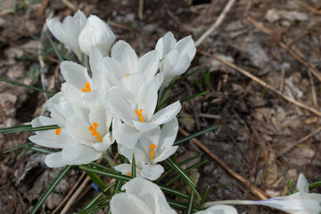 white crocus flowers in the garden