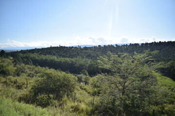 forest in the mountains