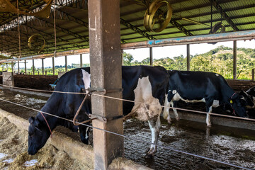 Group of black-and-white milk cows eatin feed while standing in row  in modern barn on the farm in Brazil