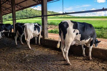 Group of black-and-white milk cows eatin feed while standing in row  in modern barn on the farm in Brazil