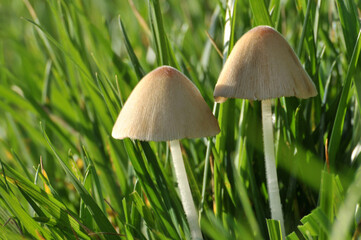 mushroom in grass