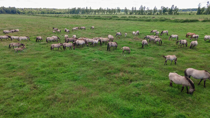 Obraz premium Aerial view of Tarpan horses in nature. Wild horses. Wildlife and nature background. Herd of wild horses Tarpan on the pasture.