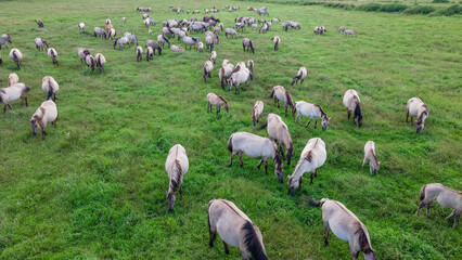 Aerial view of Tarpan horses in nature. Wild horses. Wildlife and nature background. Herd of wild horses Tarpan on the pasture.