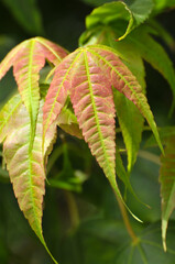  red maple leaves