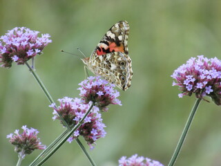 butterfly on flower