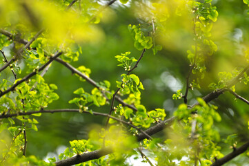 green ginkgo leaves in the sun