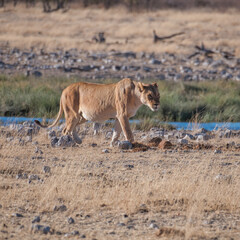 Fototapeta na wymiar Lionesses at the waterhole, Etosha National Park, Namibia