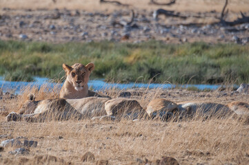 Lionesses at the waterhole, Etosha National Park, Namibia