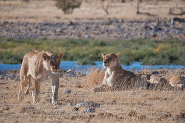 Lionesses at the waterhole, Etosha National Park, Namibia