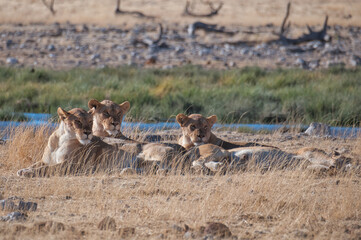 Lionesses at the waterhole, Etosha National Park, Namibia