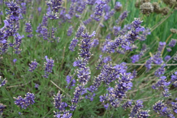 Obraz premium verblühter Lavendel
