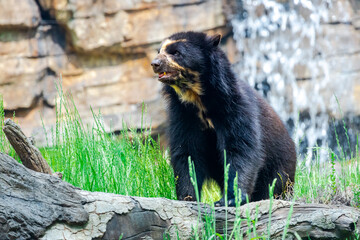 Andean Bear from South America climbing on rocks as a zoo specimen in Tennessee.