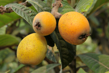 Loquats on a branch
