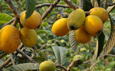 Loquats on a branch