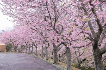 Naklejka premium 桜並木 pink cherrytree