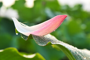 close up of green lotus petal