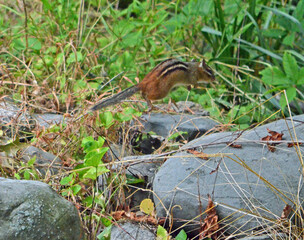 chipmunk jumping from rock to rock